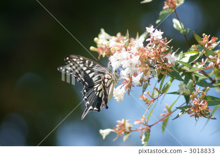 A flip flop is fluttering over Aberia. A flip flop is fluttering over Aberia. 3018833