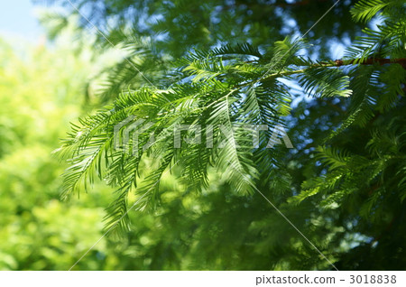 Metasequoia Japanese name is Ikesugi 3018838