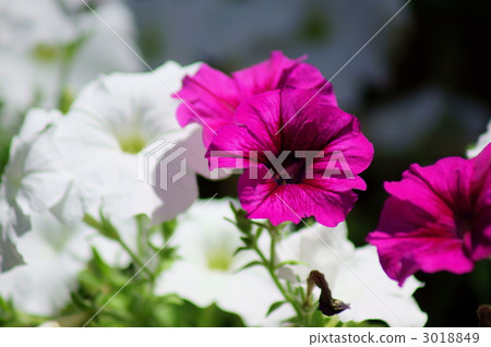 I am Mr. Imaka Morning glory Tsukubane morning glory. 3018849