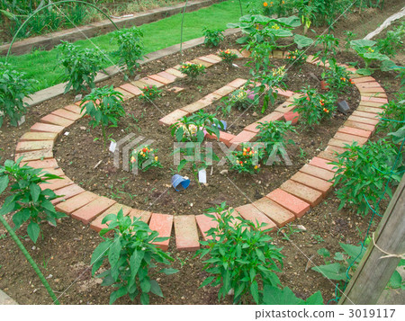 Kitchen garden 3019117