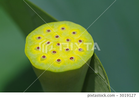 Lotus chestnut 3019127