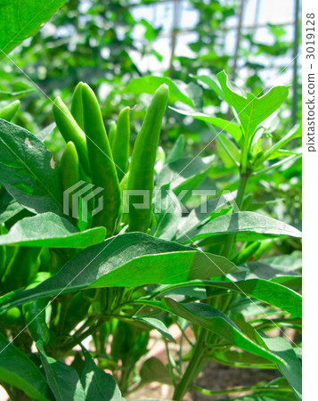 Capsicum Capsicum 3019128