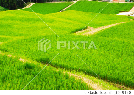 Rice terrace of Sanjo city Kita-gawa River 3019130
