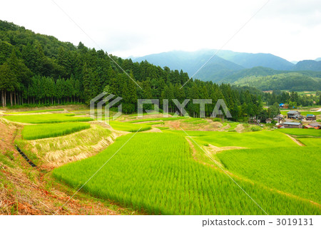Rice terrace of Sanjo city Kita-gawa River 3019131