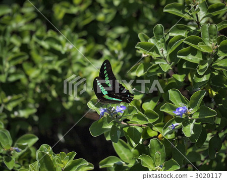 青鳳蝶鳳蝶 鳳蝶 蝴蝶 3020117