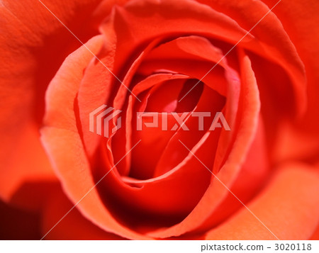 玫瑰花 舉起 向上 3020118