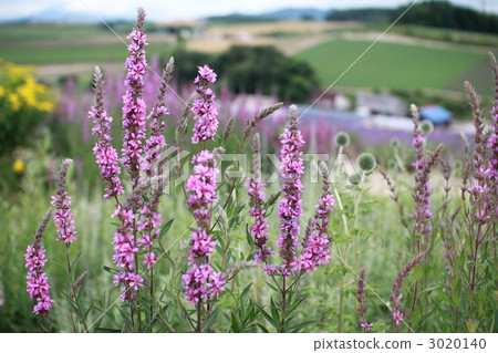 Lythrum salicaria flower field on the hill of Furano Hokkaido tourist spot 3020140