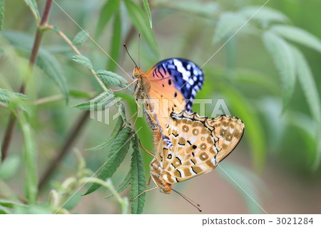 Zuma giuna Zuma giuna 3021284