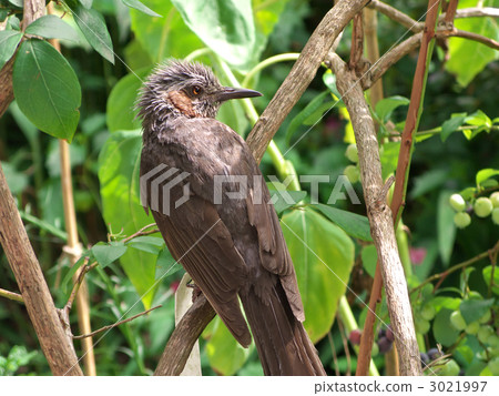 布朗有耳的bulbulous在藍莓分支 3021997