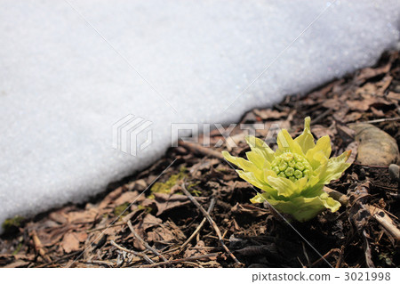 剩下的雪和水泡 3021998