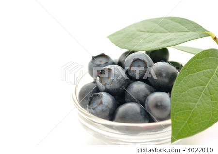 叢 高叢家庭 藍莓 3022010