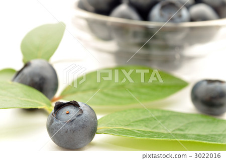 藍莓 水果 叢 3022016