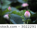 lotus, bud, hasunuma 3022291