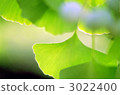 ginkgo, ginko tree, young leafe 3022400