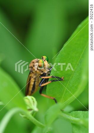 aome-abu robber fly, bug, insect 3022416