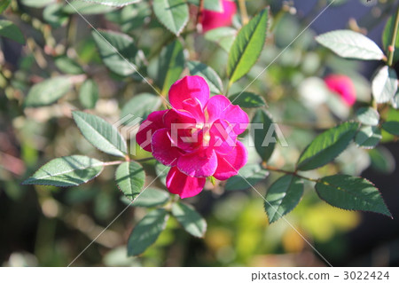 Minibara blooms pretty Minibara blooms pretty 3022424