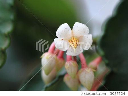 “新年”的運氣之花 3022524