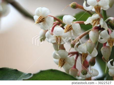 Flower of the luck of "New Year" 3022527