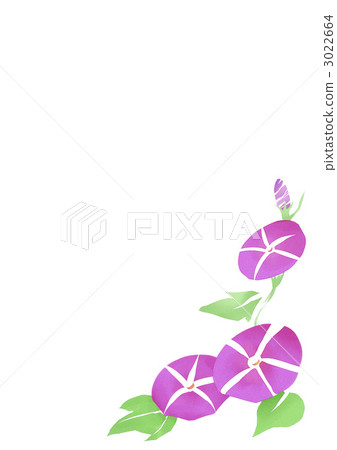 牽牛花 牽牛花 3022664