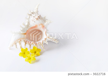 Tenguy和goya花(側身) Tenguy和goya花(側身) 3022716