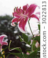 lily, bloom, blossom 3022813