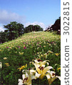 yurien, lily field, lily 3022815