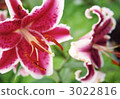 lily, bloom, blossom 3022816