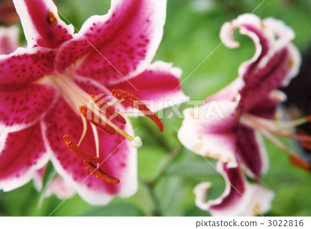 lily, bloom, blossom 3022816