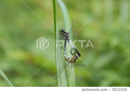 交配Shicharatombo 3022820