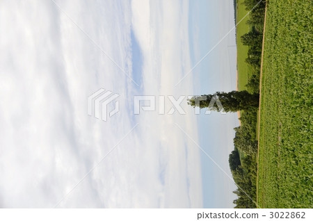 Biei poplar tree 3022862