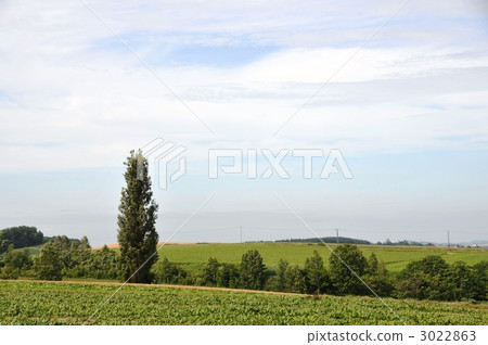 One poplar tree 3022863