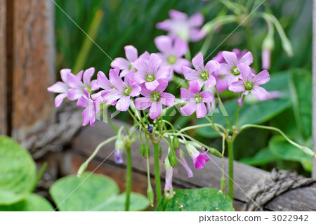 花朵 铜锤 紫色酢浆草
