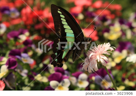 常見的青蠅 3023906