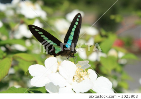 常見的青蠅 3023908