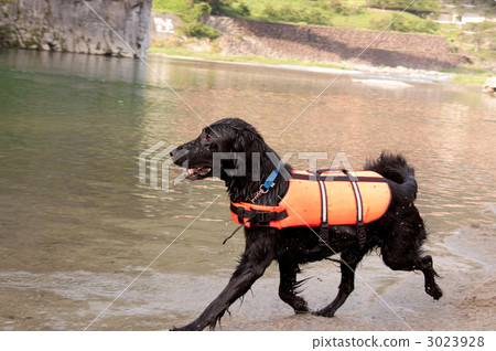 平塗獵犬 3023928