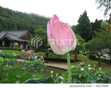 bud, lotus, bloom 3023996