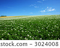 Potato field 3024008