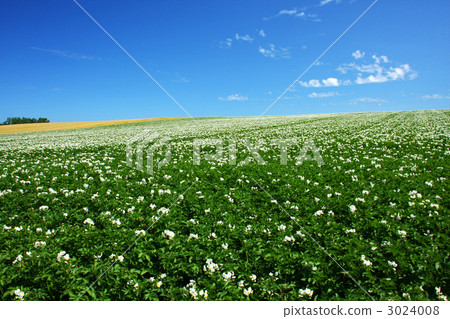 Potato field Potato field 3024008