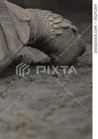 Landing tortoise forefoot / parts Landing tortoise forefoot / parts 3024164