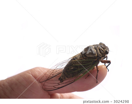 蟬 3024298