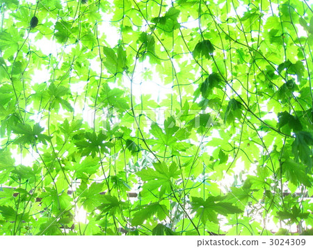 Green Curtain 3024309