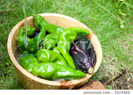 Wanpaku peppers 3024468