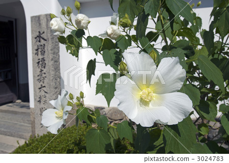 Tenryuji sickness Furong Tenryuji sickness Furong 3024783