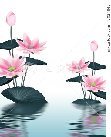 蓮花 蓮花 3024843