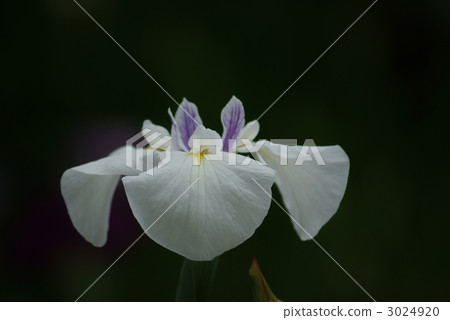 Waves off Edo iris gum Waves off Edo iris gum 3024920
