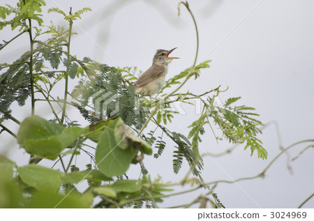 Oyo Yoshikiri 3024969