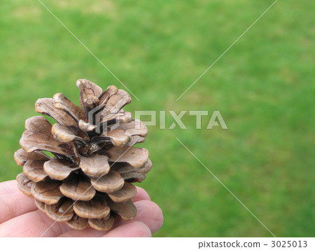Pinecone on the tip of your finger Pinecone on the tip of your finger 3025013