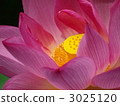 Lotus flower  3025120