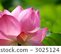 Lotus flower  3025124