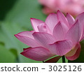 Lotus flower  3025126